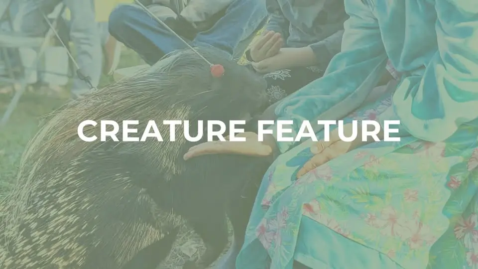 Creature Feature