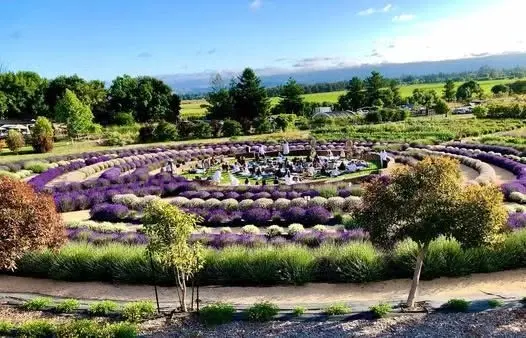 Lavender Labyrinth Sound Bath Experience