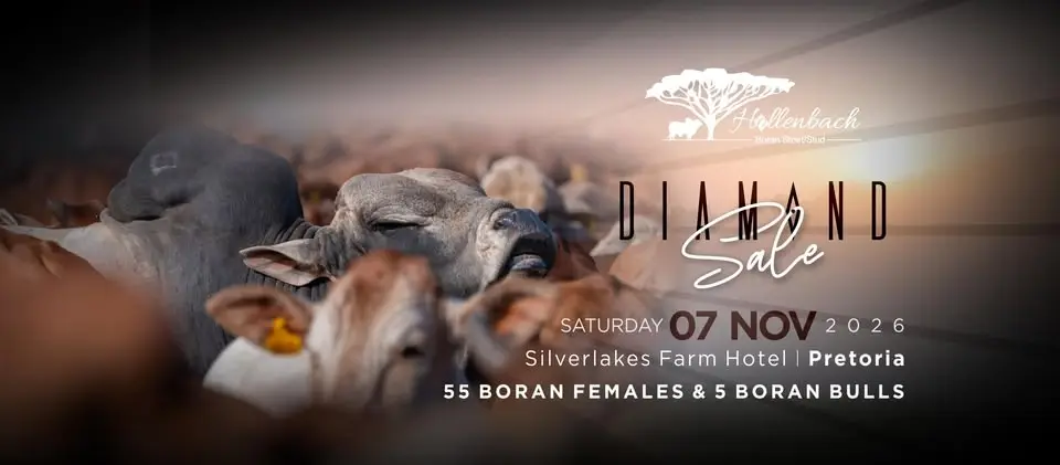 Hollenbach Boran Diamond Sale