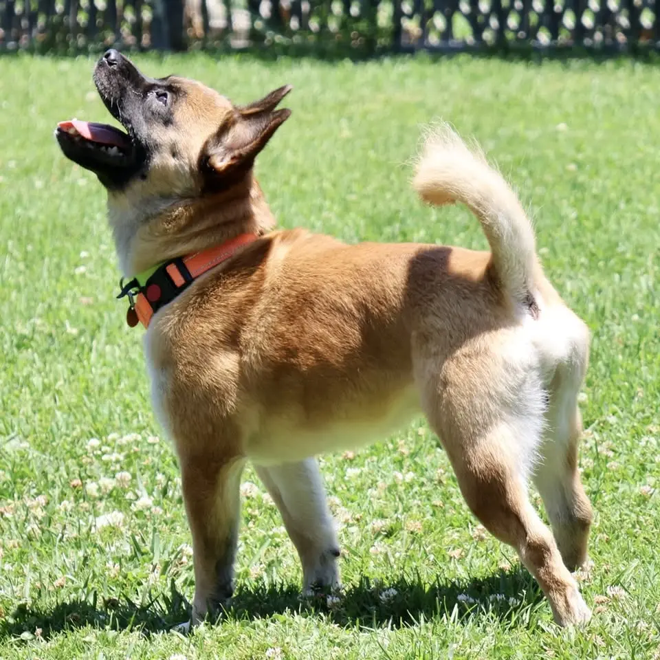 Dog Training: Freshman Class (Oakland)