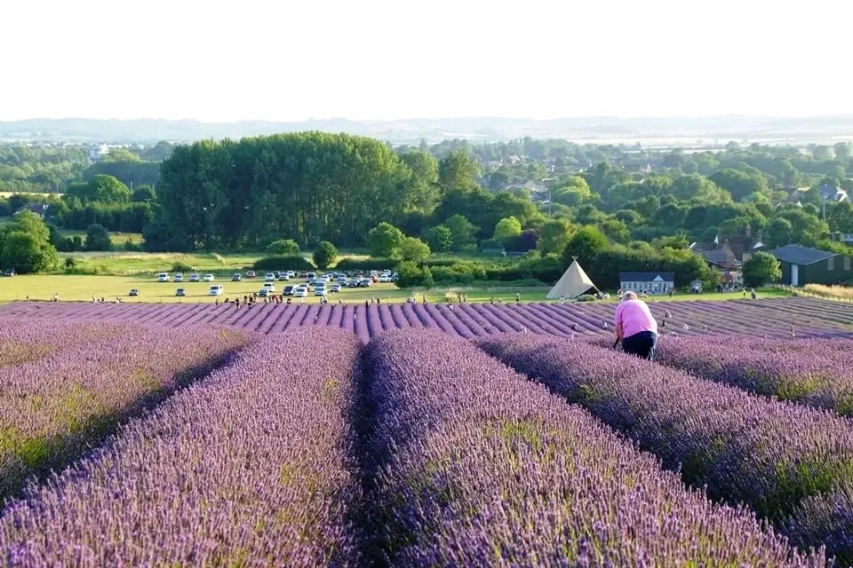 Day Coach Trip To Hitchin Lavender Fields & St Albans