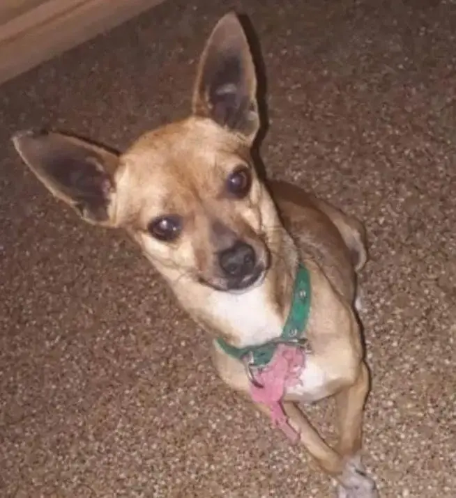 Mi perrito