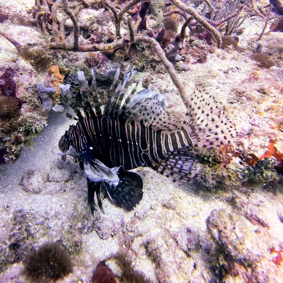 Lionfish Showdown! Saturday Edition
