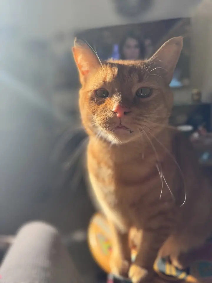 🧀 Swing For Cheeseball #2 🧡