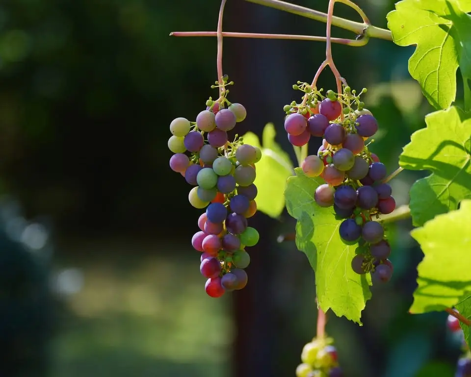 Weinfest Vinum Talagova
