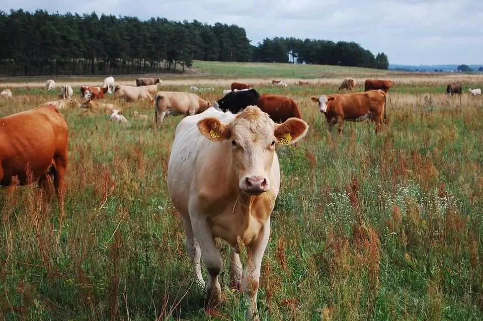 Hälsosam mat - för oss, jorden och klimatet.