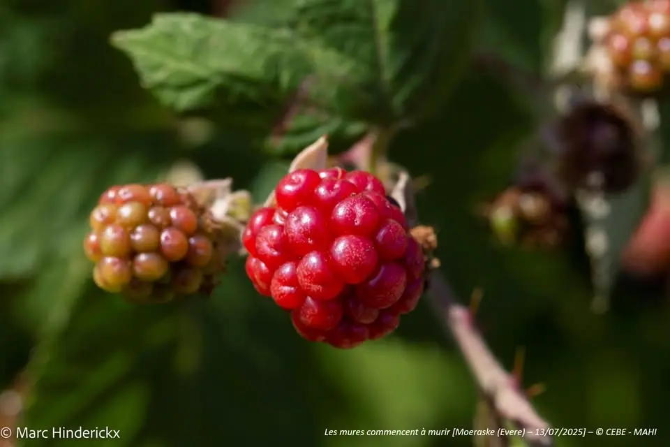 Moeraske : Visite guidée – Promenade de découverte du site avec focus sur les fleurs & fruits