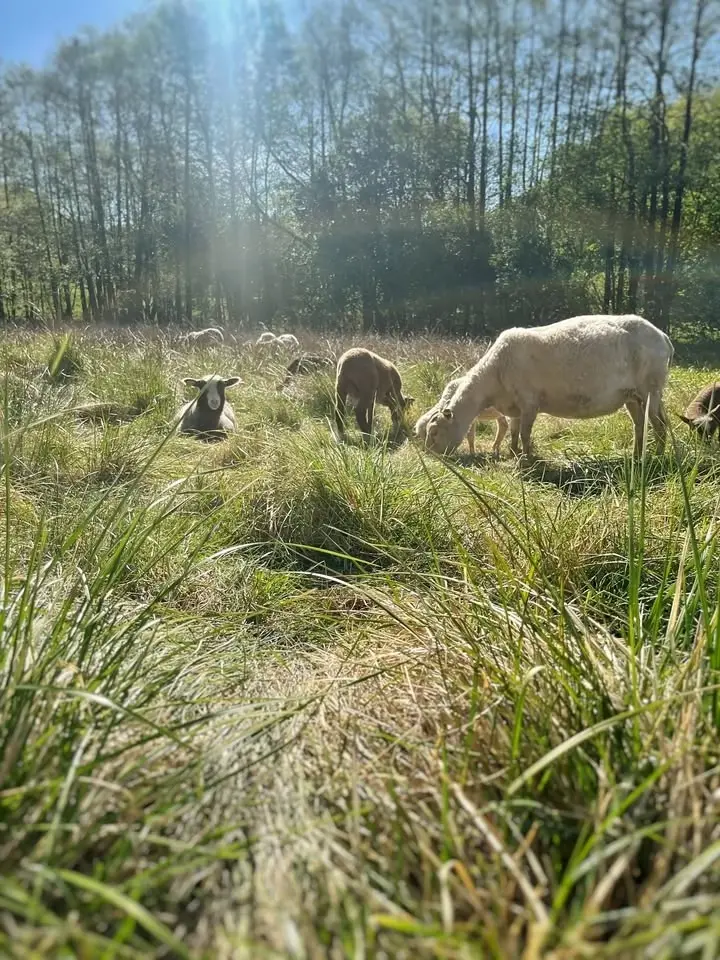 Fårkunskap