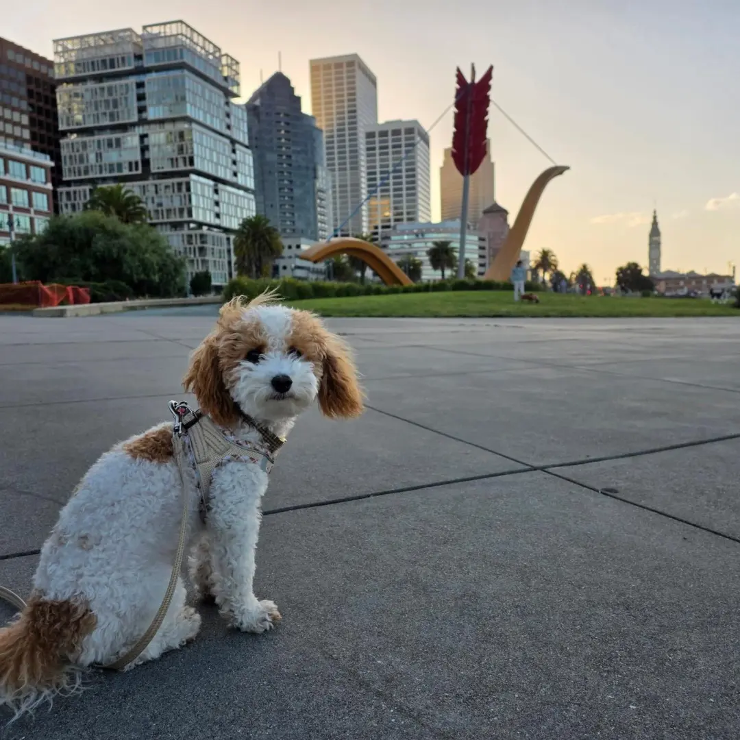 Founders and Startups Dog Walk