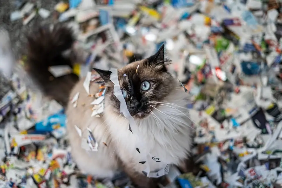 WAIF Fundraising Shred Event