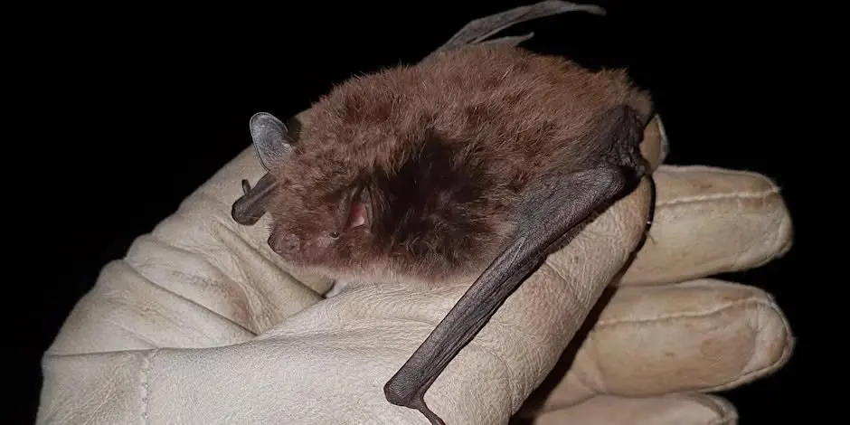 Bats at Tegg’s Nose