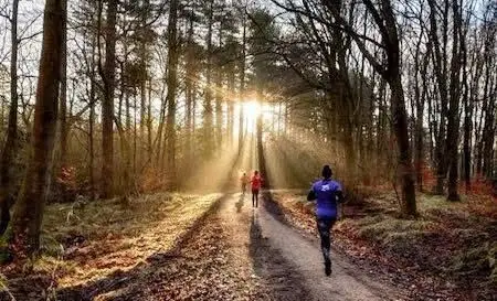 Chopwell Woods 5 mile loops.