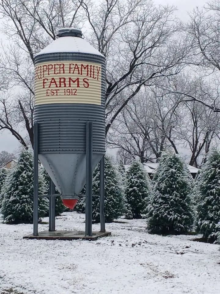OPENING DAY OF CHRISTMAS TREES