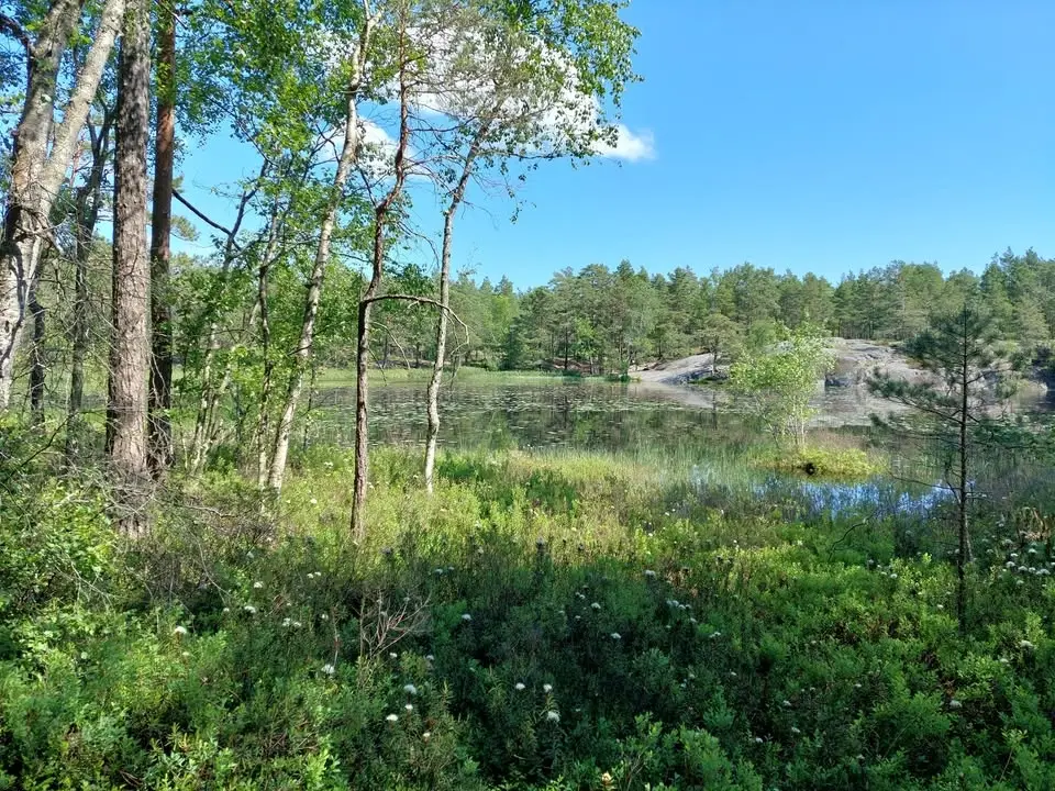 Kråkträsken i Midsommartid