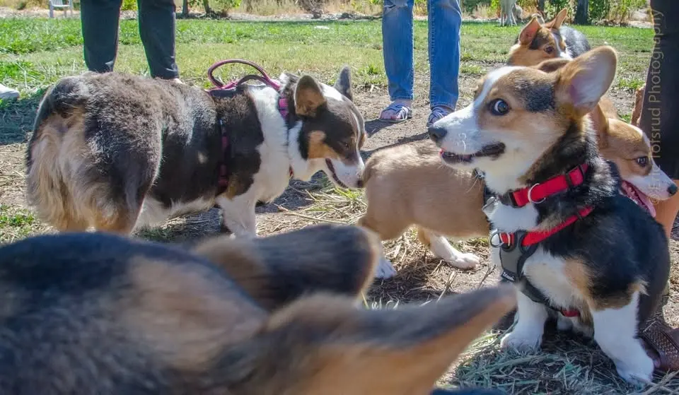Marco Dog Park - Big Meet