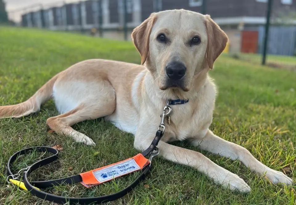 Guide Dogs Liverpool Open Day