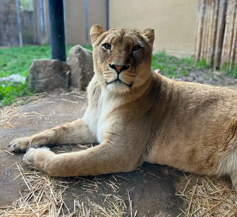 Safari Stuffies