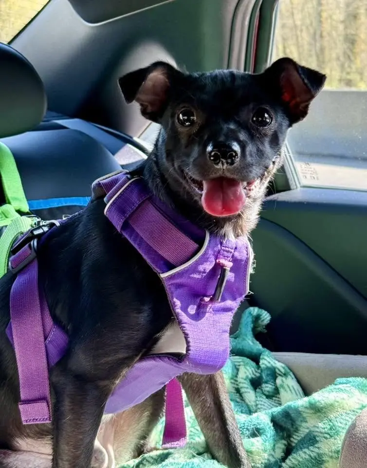 Rooftop Paws and Portraits Adoption Event!