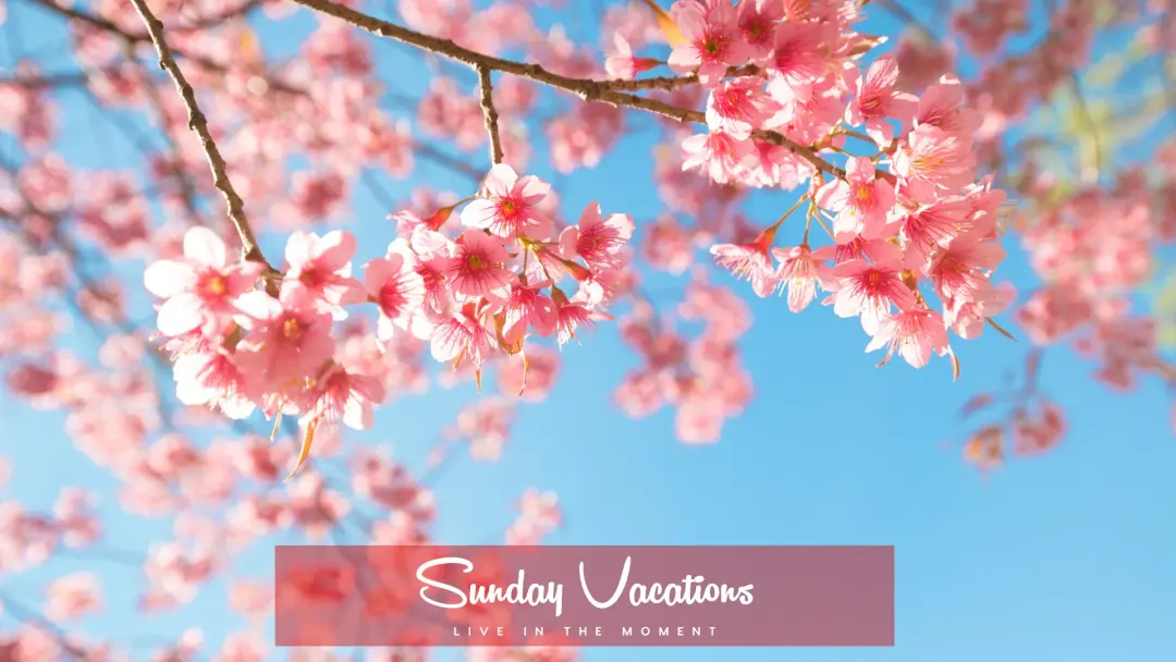 🌸 Cherry Blossom Walk + Picnic in Brussels