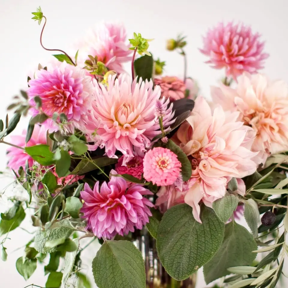 Introduction to Design: Dahlia Days