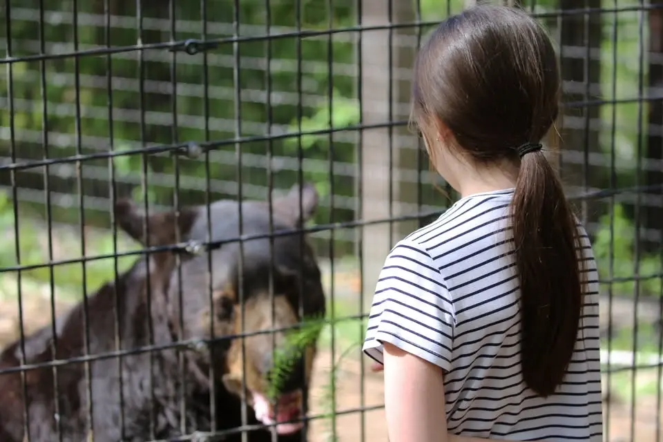 Daily Animal Feeding Experiences in July