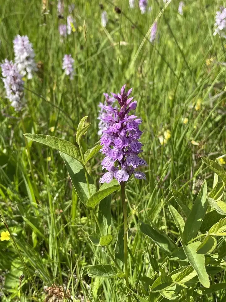 Ängsvandring