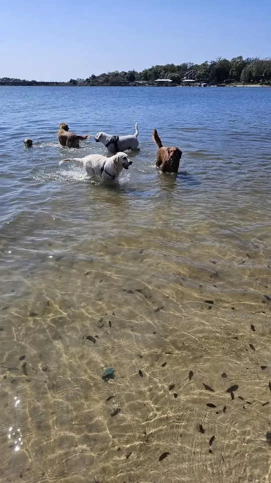 Pensacola Golden Retriever "Pack Pawty" July 25, 2026 FREE EVENT, EVERYONE WELCOME!!