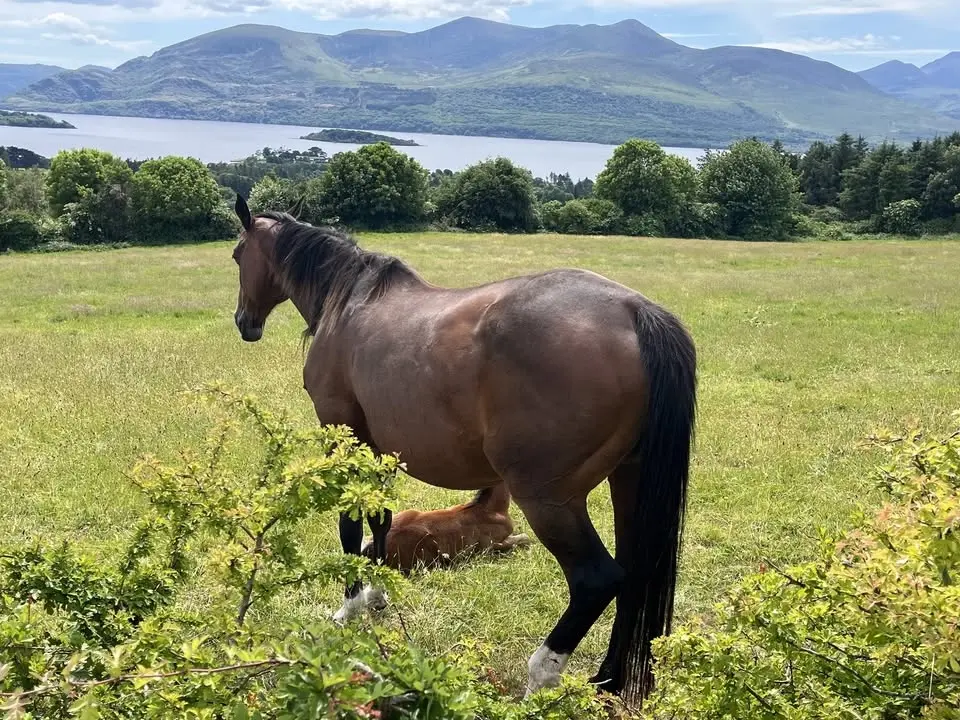 Horse Lovers Tour