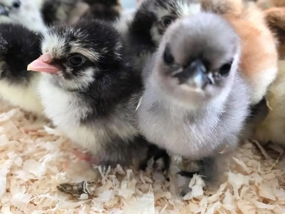 Hönsbytardag Insjön 2026 🐥🐓