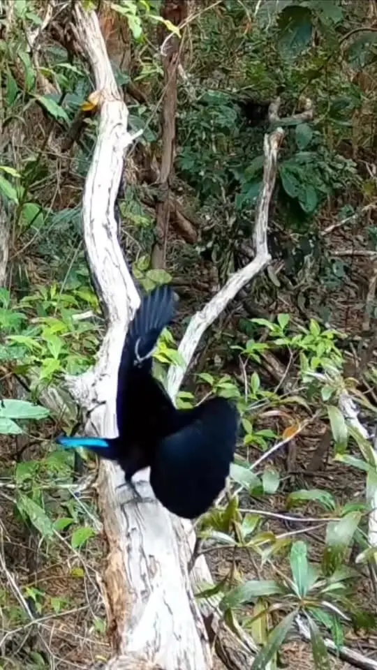 Bird of Paradise Photography Tours 