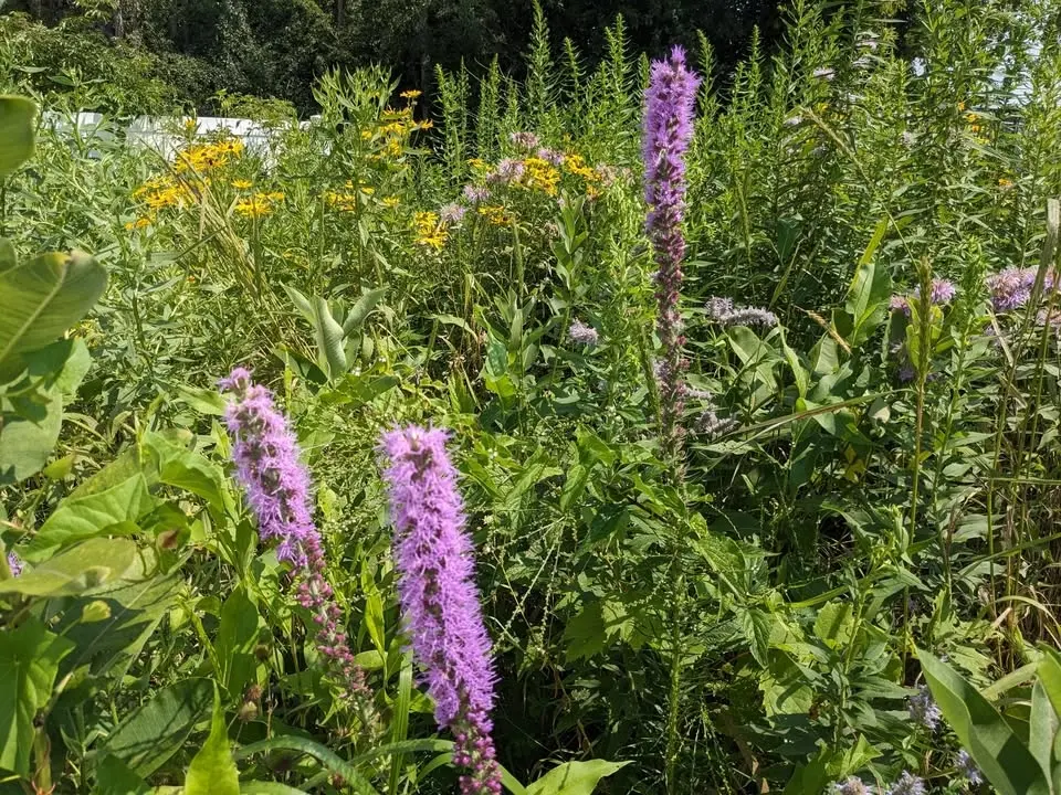 Dane County Humane Society Garden Workday