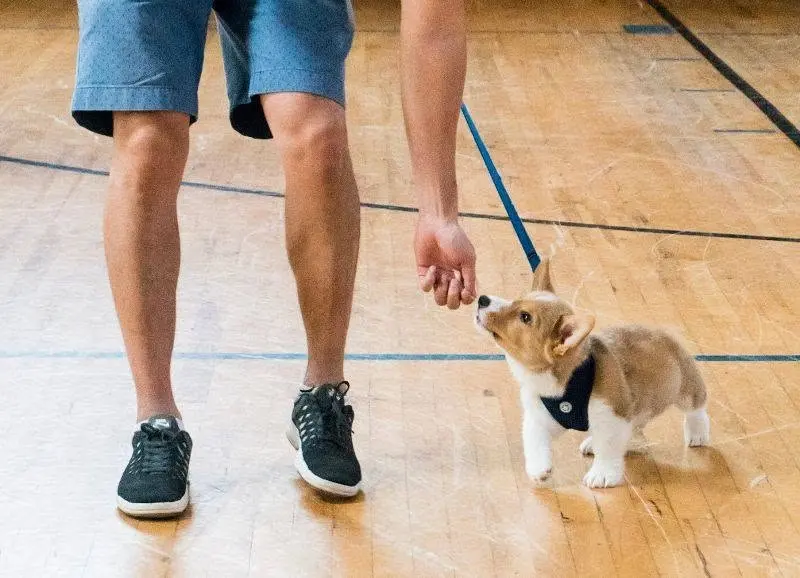 BravoPup Puppy Socials