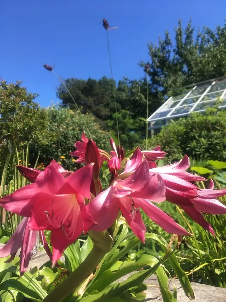 Rooted in Healing: Medicinal Farm Plants Workshop