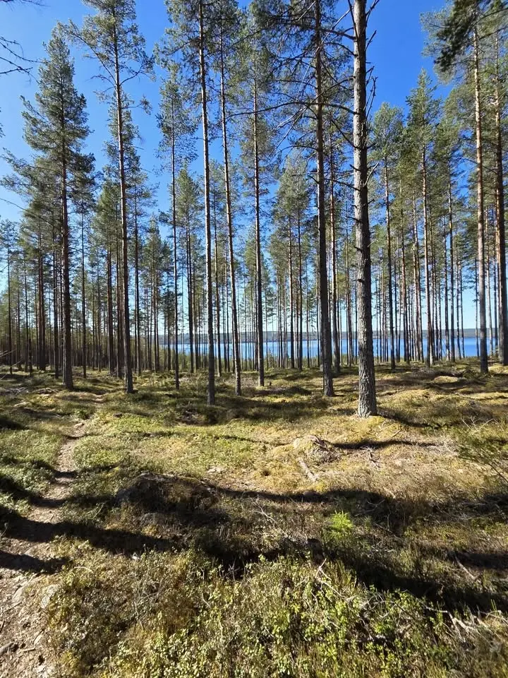 Furudals Fäbodtrail 