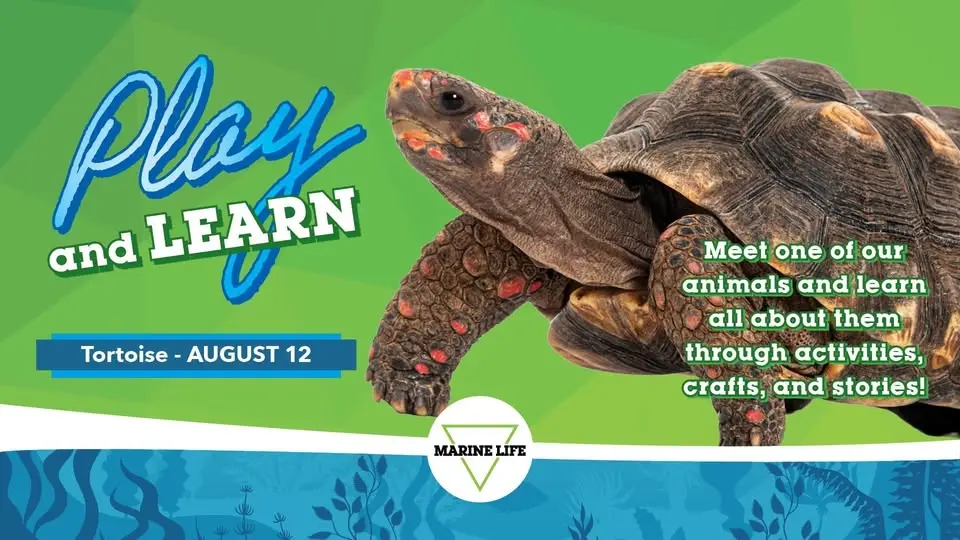 August Play and Learn: Tortoise 