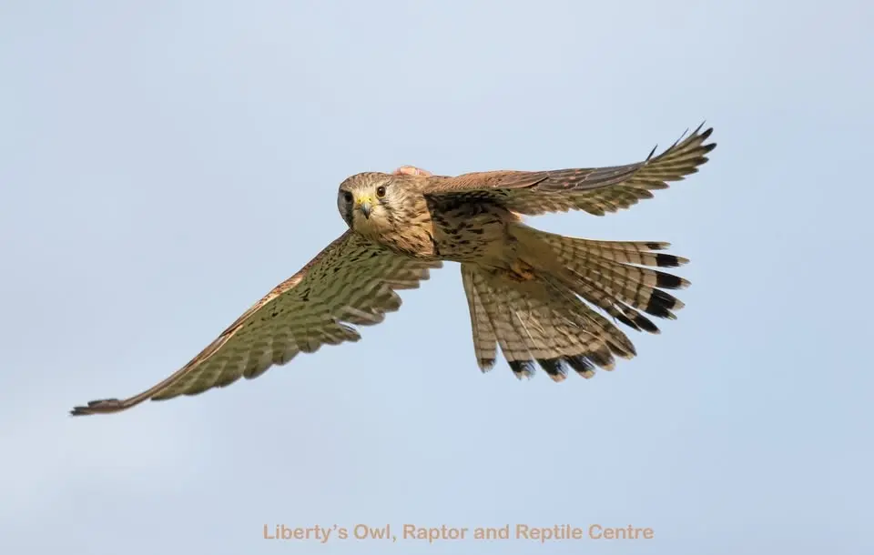 Falconry Display