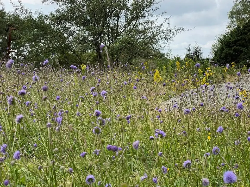 GRÄSUPPSAMLING/RÖJNING, Brunstorp