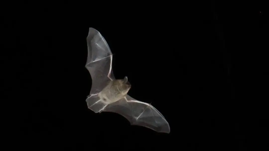 International Bat night