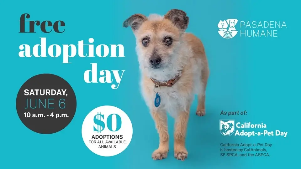 Free Adoption Day