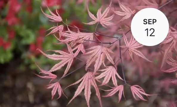 Autumn Plant Sale