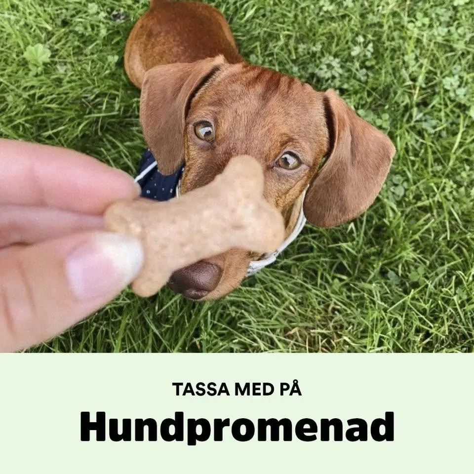 Hundpromenad
