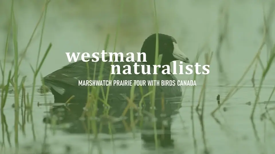 MarshWatch Prairie Tour With Birds Canada