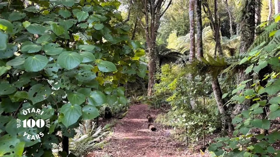 An introduction to Wellington’s common native plants 