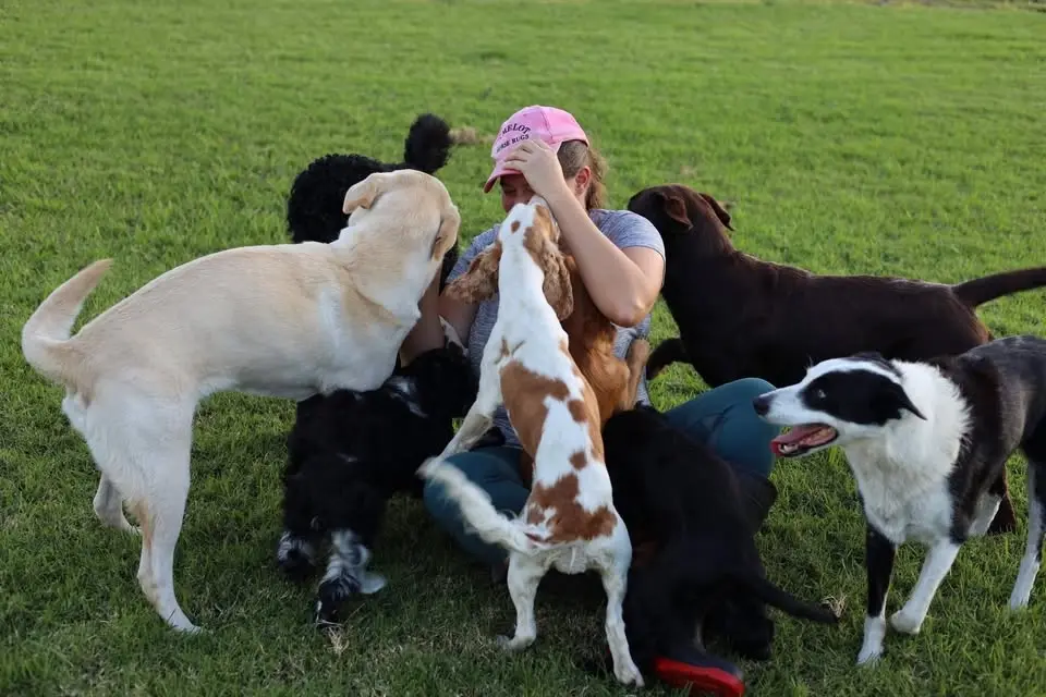 Beginners K9 Nosework® !
