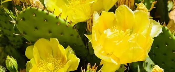 Colorado Cactus Class