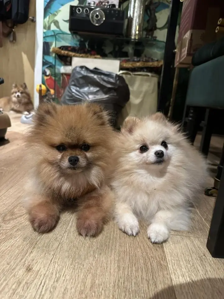 Pomeranian meet up!