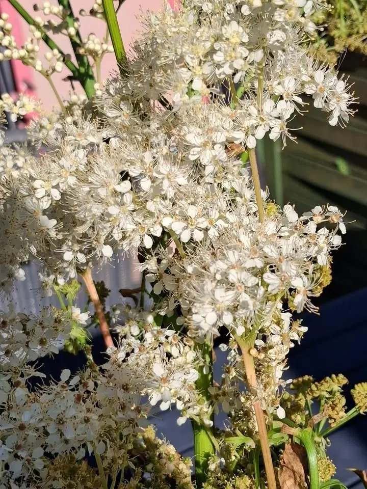 Att botanisera med naturväxter.