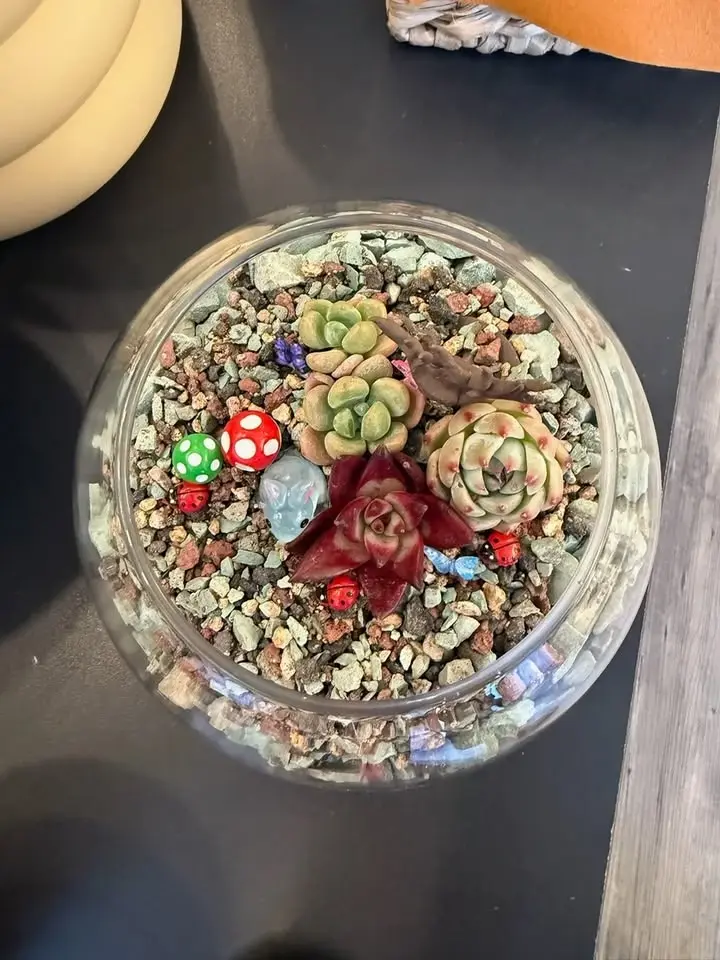 Plant n Sip - Terrarium Making June 20 @ 6pm $40