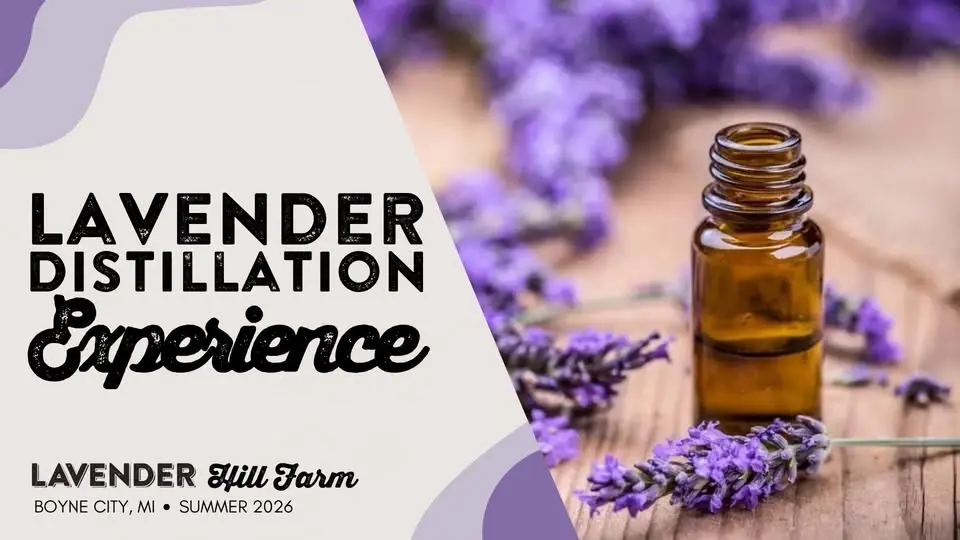 Lavender Distillation Experience