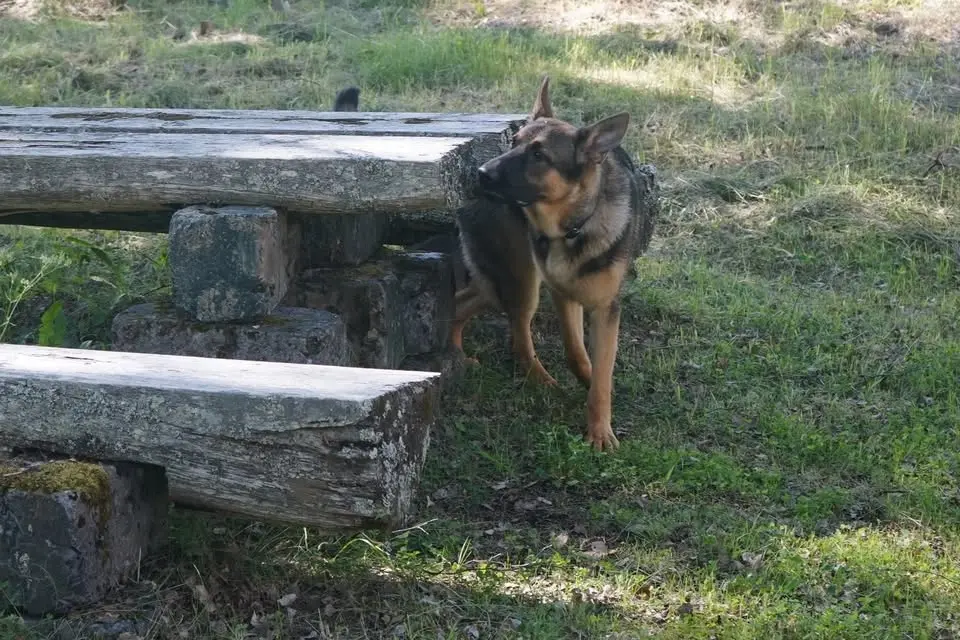 LÄS DIN HUND NW1 Träningsdag.